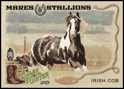 MS-13 Irish Cob Horse